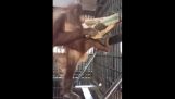 Wideawake orangutan makes a hammock
