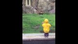 Малыш против льва в зоопарке