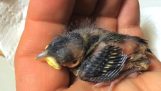 How do you do a newborn bird eat;