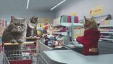 La boutique des chats (la publicité)