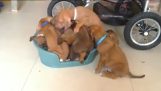 Crowding into the basket of puppies