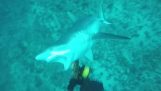 Un scafandru cu un pistol suliţa este atacat de rechin