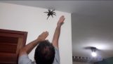 房子的墙上的巨型蜘蛛