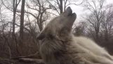 Ο πιο τεμπέλης λύκος προσπαθεί να γρυλίσει