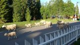 Τα πρόβατα πήραν λάθος δρόμο