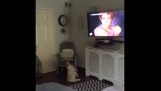Un Bulldog danza guardando la tv