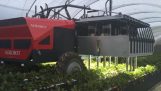 딸기를 수확 하는 기계