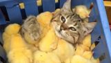 Η γάτα κάτω από τα κοτόπουλα