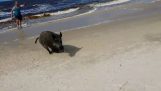 Ett vildsvin kommer från havet och attackerade besökare
