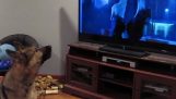 A dog growling watching wolves in cartoons
