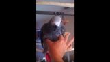 A papagáj utánozza a gumi játék