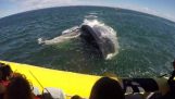 巨大的鲸鱼通过下面一只小船游客