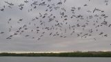 100 πουλιά βουτούν ταυτόχρονα στο νερό