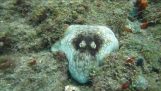 Potápač spĺňa maskovaný chobotnice
