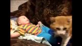 The cat puts the baby to bed