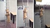 Pes na schodoch