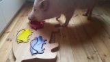 Le cochon intelligent
