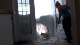 القط الذي تحول من الثلج