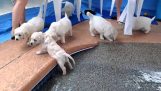 Prvé kúpanie malých Labrador
