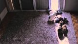 Pisici în soare