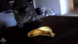 Kočky vs. banán