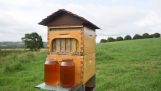 Honning rett fra strukturen med en lys oppfinnelse
