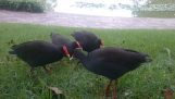 The moorhens share their food