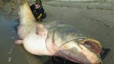 pescatori italiani cattura un pesce gatto di 127 kg!