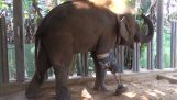 Τεχνητό πόδι για έναν ανάπηρο ελέφαντα