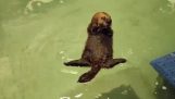 Una pequeña nutria huérfana aprende natación