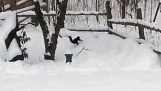 Ένας μεθυσμένος σκίουρος στο χιόνι