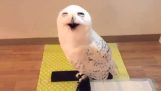 The joyful OWL