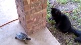 Το παιχνίδι μιας γάτας με μια χελώνα