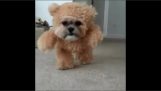 Pes oblečený medvedík