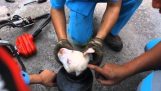 Rescue pup uit metalen buis