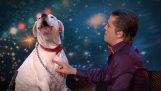 Pes zpívá “Vždycky tě budu milovat” na přehlídku talentů