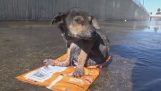 Dojemné záchranného psa našel zneužívaných v řece