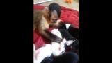 The monkey caressing puppies