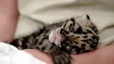 Μια αξιολάτρευτη νεογέννητη λεοπάρδαλη