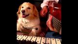 Собака музыка