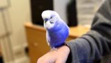 A parrot imitates the R2D2 from Star Wars