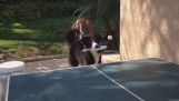 El perro que juega con mesa de ping pong