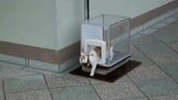 Ανελκυστήρας για γάτες