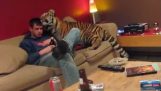 Tygr v domě