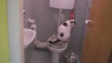 A macskát a WC-ben