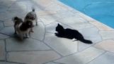 Η γάτα σπρώχνει τον σκύλο στην πισίνα