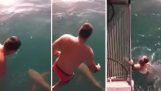 Theotrelos australiano salta sobre o tubarão-tigre