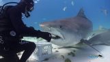 Dancing with sharks