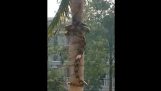 Ένας πύθωνας σκαρφαλώνει σε δέντρο