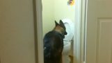 Pies korzysta z toalety jak człowiek